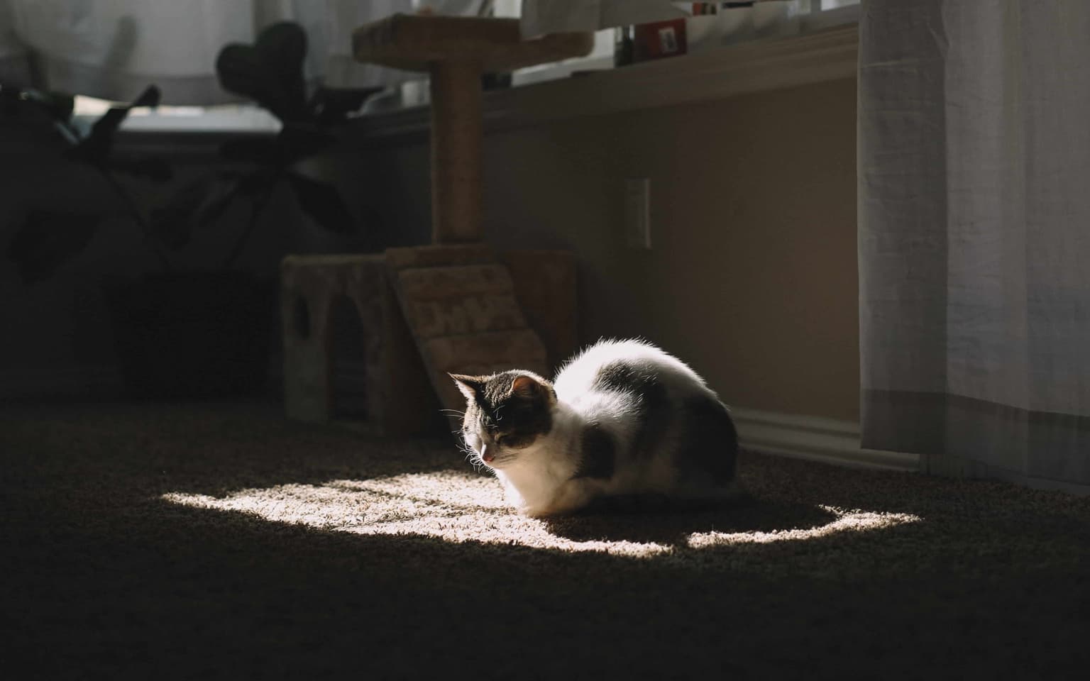 Pet Odor & Stain Removal